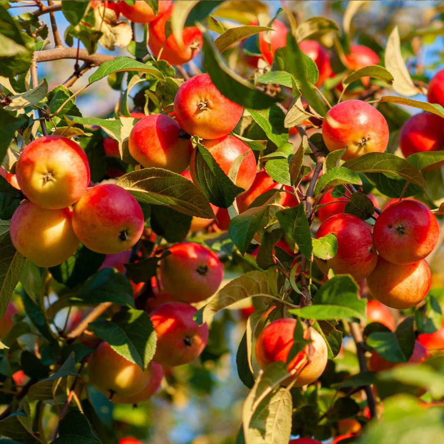 Red Delicious Apple Tree Live Plant for Planting, 1.5-2 Feet Height, Apple Plant Live for Planting, Live Apple Tree Plant, Bareroot