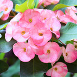 Crown of Thorns Plant, Euphorbia Milii Plant Live, Crown of Thorns Cactus Plant 4 to 7 Inches Height No Pot, Live Cactus Plant Indoor (Light Pink)