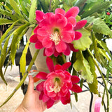 Orchid Cactus Plants in 3.5'' Pot, Epiphyllum Orchid Cactus Well Rooted 4-6'' Tall, Easy-Care Tropical Houseplant (Pink Bloom)