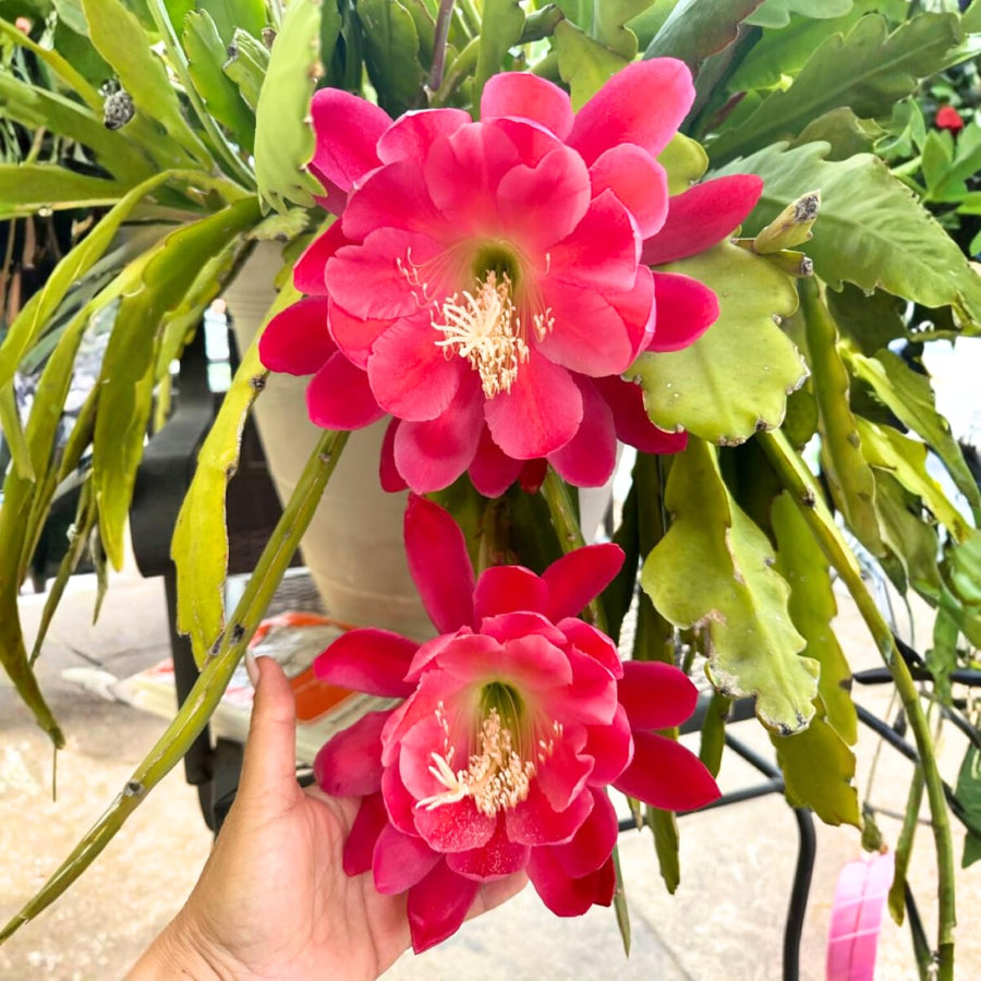 Orchid Cactus Plants in 3.5'' Pot, Epiphyllum Orchid Cactus Well Rooted 4-6'' Tall, Easy-Care Tropical Houseplant (Pink Bloom)