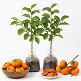 2 Seedlings Persimmon Trees Live Fruit Plants, Dormant No Leaf, Sweet Fruit, Established Roots, 7 to 15 Inches in Tall, Zones 7-10