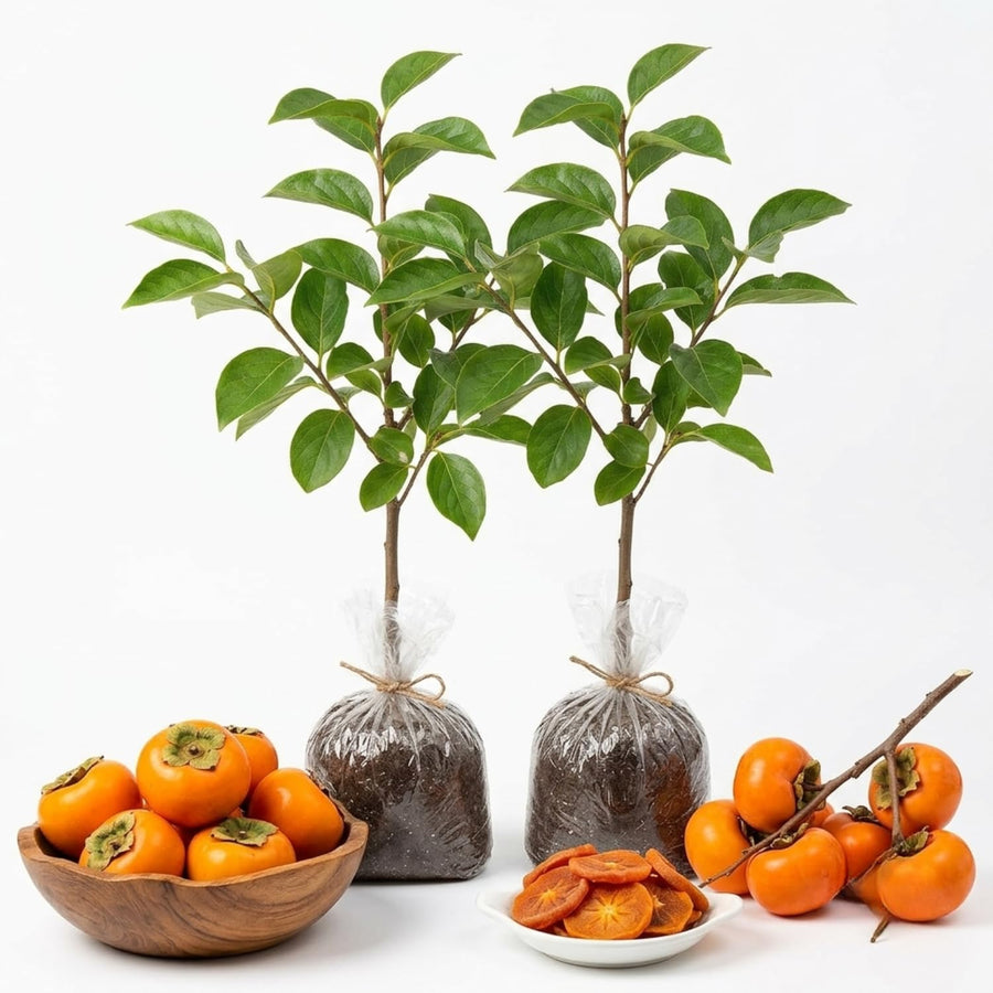 2 Seedlings Persimmon Trees Live Fruit Plants, Dormant No Leaf, Sweet Fruit, Established Roots, 7 to 15 Inches in Tall, Zones 7-10