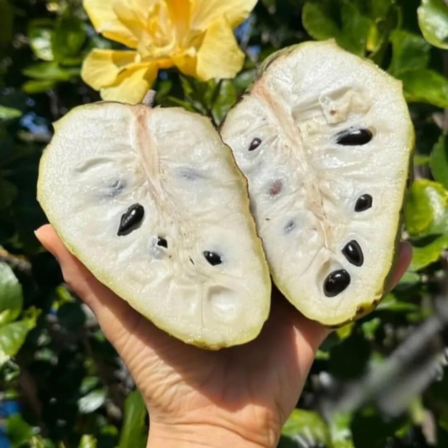 Annona Cherimoya Tree Live, Tropical Fruit Tree, 2-3 Feet Tall, 1 Gallon
