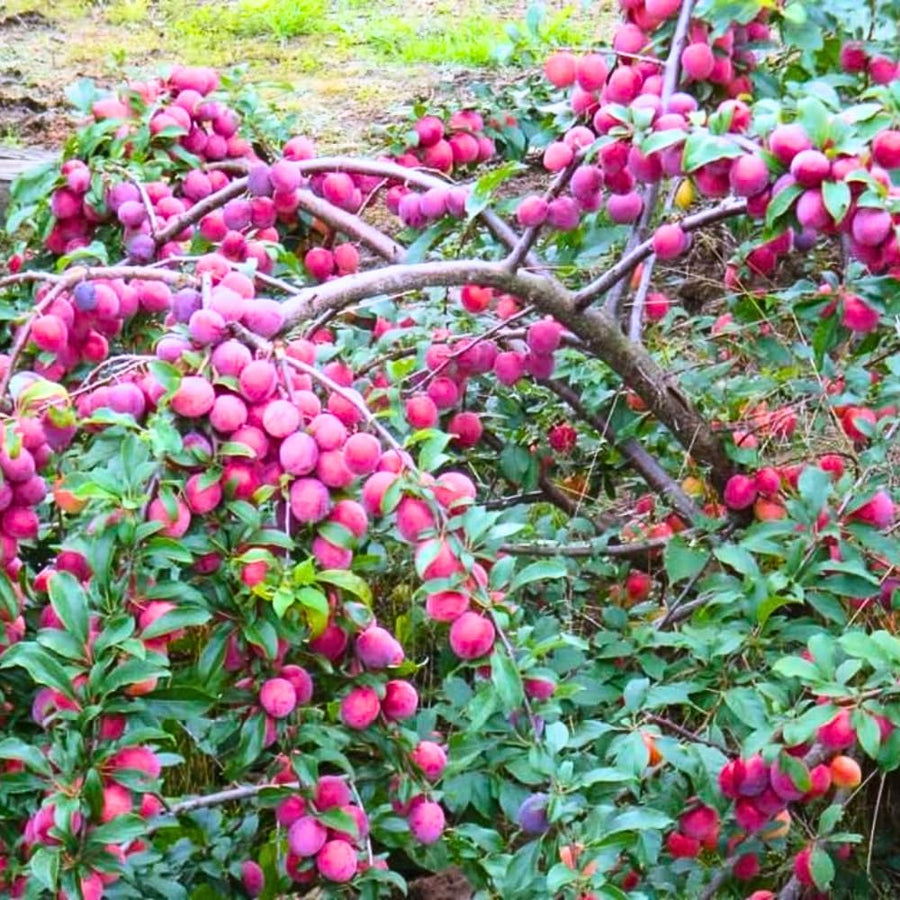 Set 2 American Plum Trees Live Plants, 18-24 Inch Tall, Bareroots, Cold Hardy Chickasaw Plum Plants Live for Planting, Dormant
