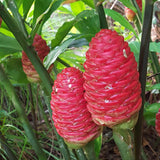 Set of 2 Shampoo Ginger Rhizome Plant for Planting, Awapuhi Ginger 3–5 Inches Tall, Suitable for Outdoor Garden or Containers