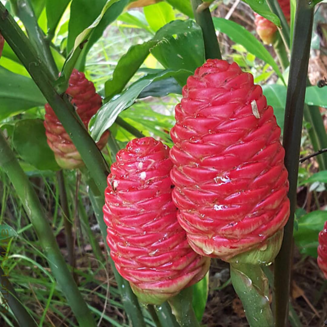 Set of 2 Shampoo Ginger Rhizome Plant for Planting, Awapuhi Ginger 3–5 Inches Tall, Suitable for Outdoor Garden or Containers