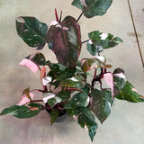 Red Variegated Philodendron Plant in 4'' Pot, Rare Philodendron Tropical Houseplant, Easy Care Indoor Plant