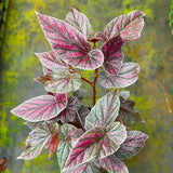 Set 3 Begonias Live Plants, Pink Angel Wing Begonia Maculata White Polka Dot, No Pot, Starter 4 to 8 Inc Tall, Indoor Outdoor Houseplant