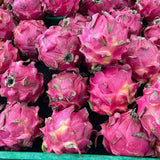 Red Dragon Fruit Live Plant, Sweet Edible Fruit Tree for Planting Outdoor, Tropical Fruit Tree 2 Feet Tall Fully Rooted