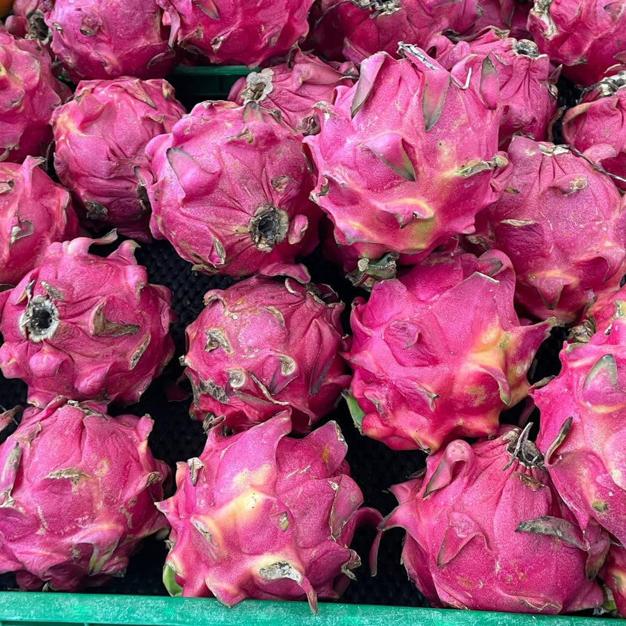 Red Dragon Fruit Live Plant, Sweet Edible Fruit Tree for Planting Outdoor, Tropical Fruit Tree 2 Feet Tall Fully Rooted