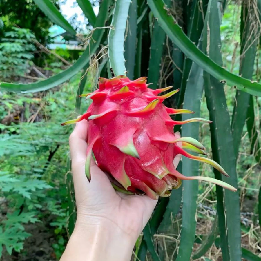 Live Red Dragon Fruit Plant, Rare Sweet Fruit Tree 1.5-2 Feet Tall, Dragon Fruit Vine for Planting in Containers or Gardens