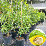 Avocado Tree Live Plant, Grafted Avocado Tree 3 Feet Tall in 3 Gallon Pot, Tropical Fruit Tree, Creamy Flavor