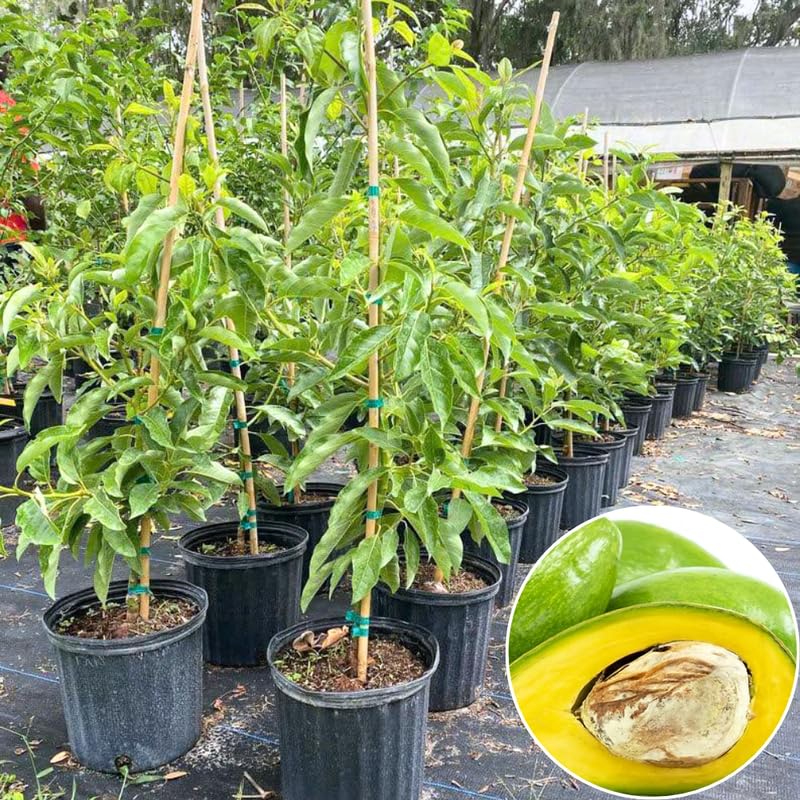 Avocado Tree Live Plant, Grafted Avocado Tree 3 Feet Tall in 3 Gallon Pot, Tropical Fruit Tree, Creamy Flavor
