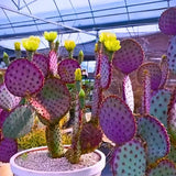 Live Purple Prickly Pear Cactus Plants, Hardy Perennial Succulents Plant, 3.5 Inch Pot for Outdoor Garden