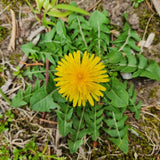 Live Yellow Dandelion Plant, 4-6 Inc Tall Dandelion Plants in 4" Pot, Hardy Perennial Garden Plants, Easy to Grow for Outdoor Garden