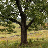 2 Black Walnut Trees, 2 Years-Old Walnut Bare Roots, Outdoor Nut Tree for Planting, Ready to Grow