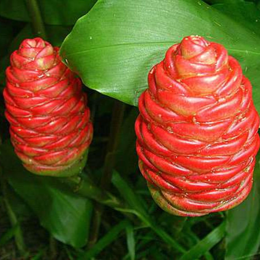 Pack 5 Shampoo Ginger Roots, Fresh Ginger Rhizomes Live Plants, Ornamental Flowers