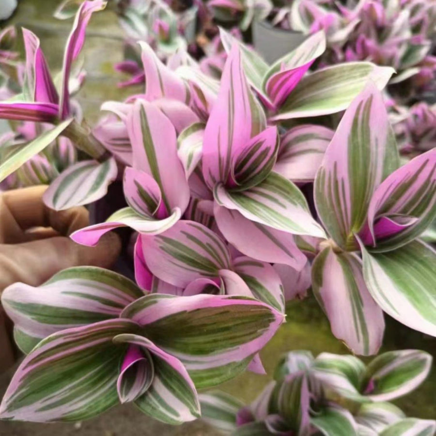 2 Pink Wandering Jew Live Plant, Tradescantia Nanouk Plant Live, Succulent Plant Live, 2 Inc Potted