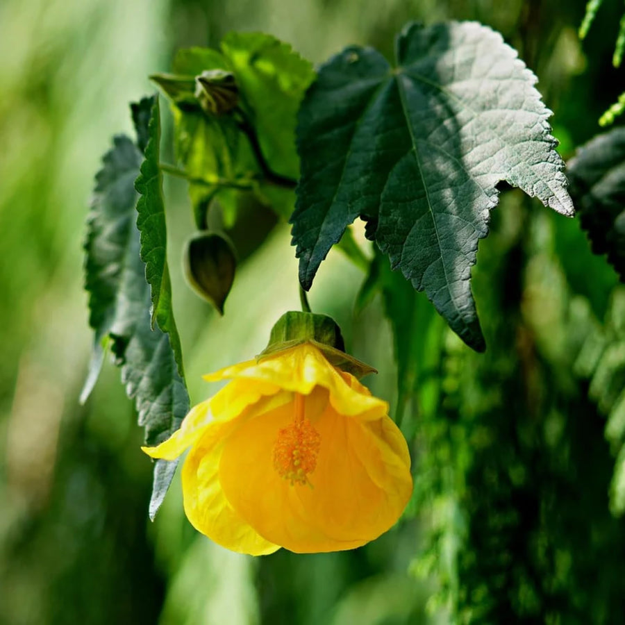 2 Abutilon Plants Live 5-8 Inches Tall - Abutilon Lantern Trailing Hanging Flower Vine Perfect for Enhancing Your Indoor Outdoor Garden (Yellow)