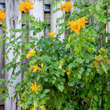 2 Mix Honeysuckle Plants Live, Fragrant Honeysuckle Climbing Vine for Garden, Trellis, or Fence, Starter Plugs 4-8 Inch (Yellow Orange Blooms)