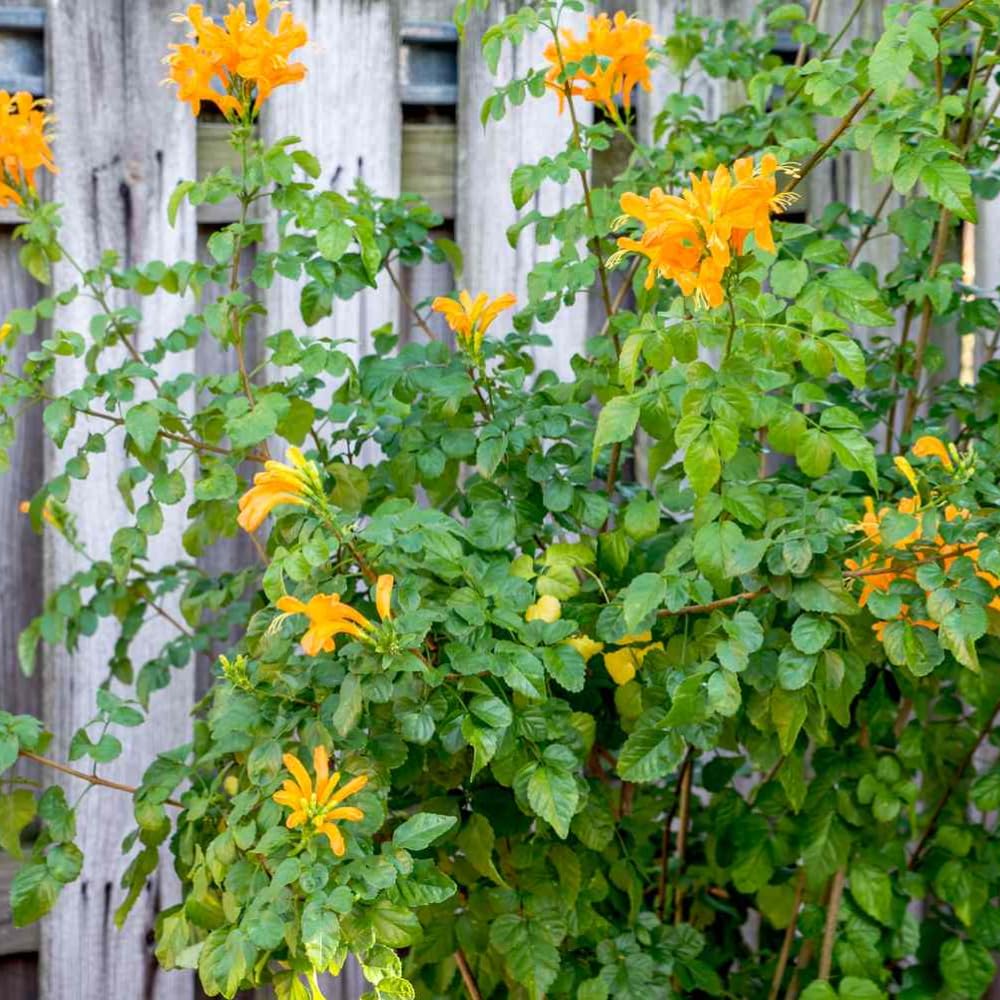 2 Mix Honeysuckle Plants Live, Fragrant Honeysuckle Climbing Vine for Garden, Trellis, or Fence, Starter Plugs 4-8 Inch (Yellow Orange Blooms)