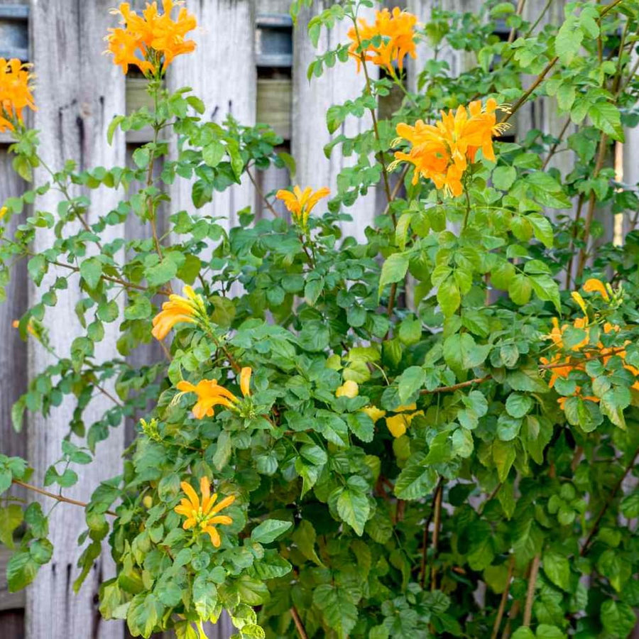 2 Mix Honeysuckle Plants Live, Fragrant Honeysuckle Climbing Vine for Garden, Trellis, or Fence, Starter Plugs 4-8 Inch (Yellow Orange Blooms)