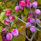 Wild Plum Tree Live Plant, 1 Year Old Bare Root, Plum Tree for Planting, 10 to 15 Inc Tall for Outdoor Planting