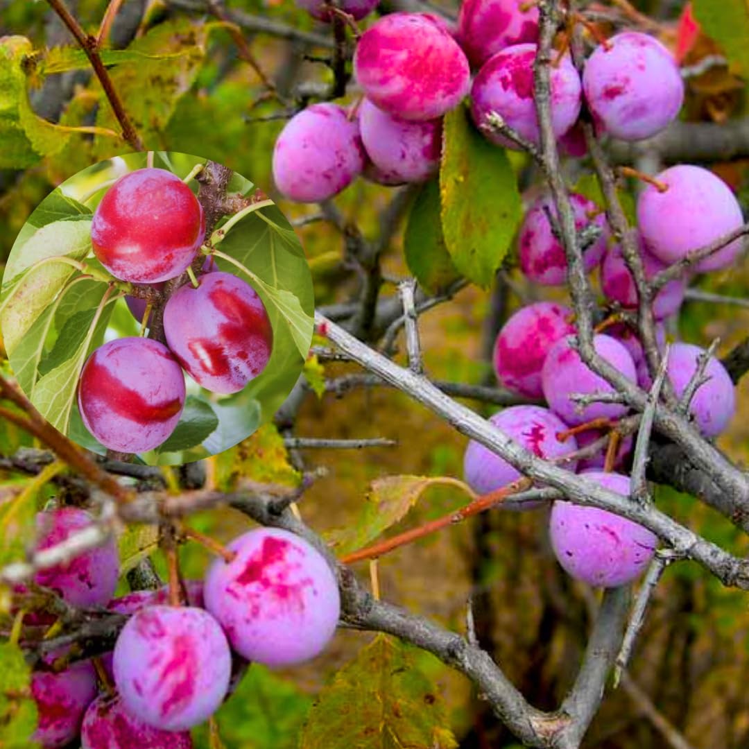 Wild Plum Tree Live Plant, 1 Year Old Bare Root, Plum Tree for Planting, 10 to 15 Inc Tall for Outdoor Planting