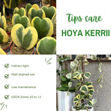 Hoya Kerrii Variegated Plant Live, Hoya Heart Leaf Live in 2 Inches Pot, Indoor Outdoor Houseplant