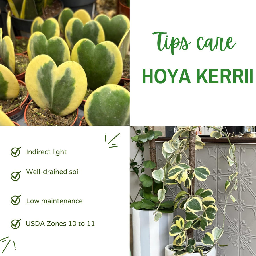 Hoya Kerrii Variegated Plant Live, Hoya Heart Leaf Live in 2 Inches Pot, Indoor Outdoor Houseplant