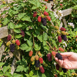 Boysenberry Live Plant, Full Rooted from 4-6 Inches Tall, Thornless Boysenberry, Edible Berry Fruit Plant for Outdoor Growing