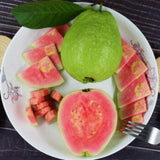 Guava Tree Plant Live, Pink Guava Plant, 6 to 10 Inc Tall, Indoor Outdoor Backyard Fruit Tree