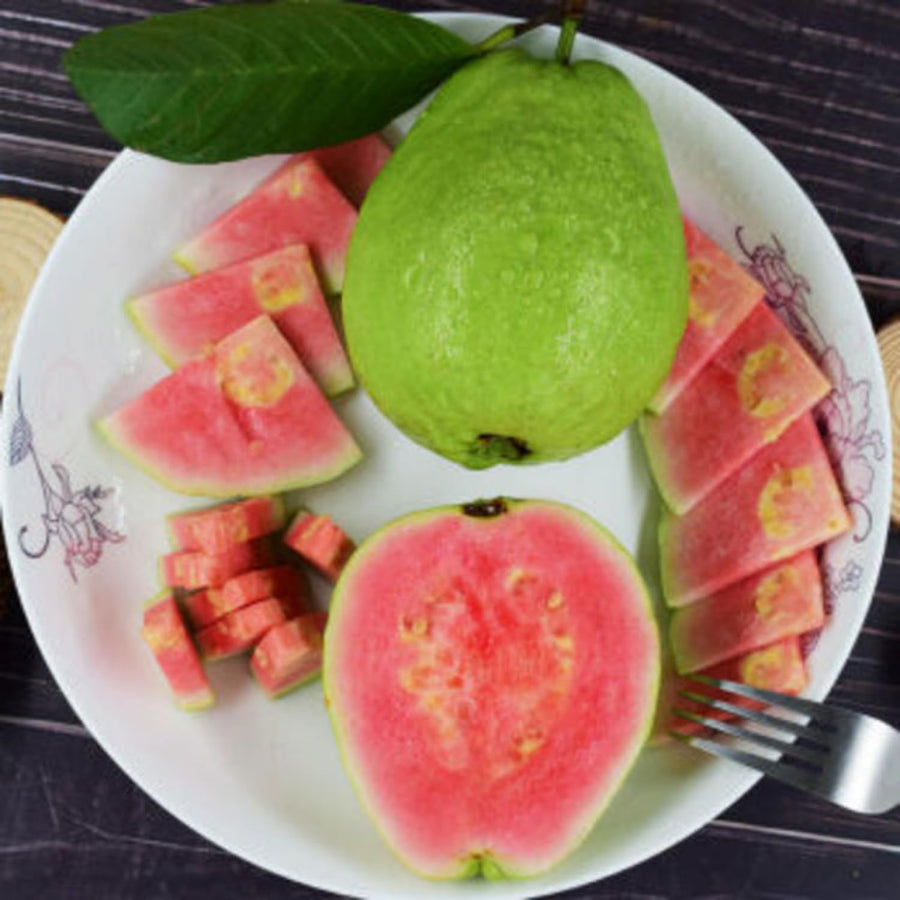Guava Tree Plant Live, Pink Guava Plant, 6 to 10 Inc Tall, Indoor Outdoor Backyard Fruit Tree