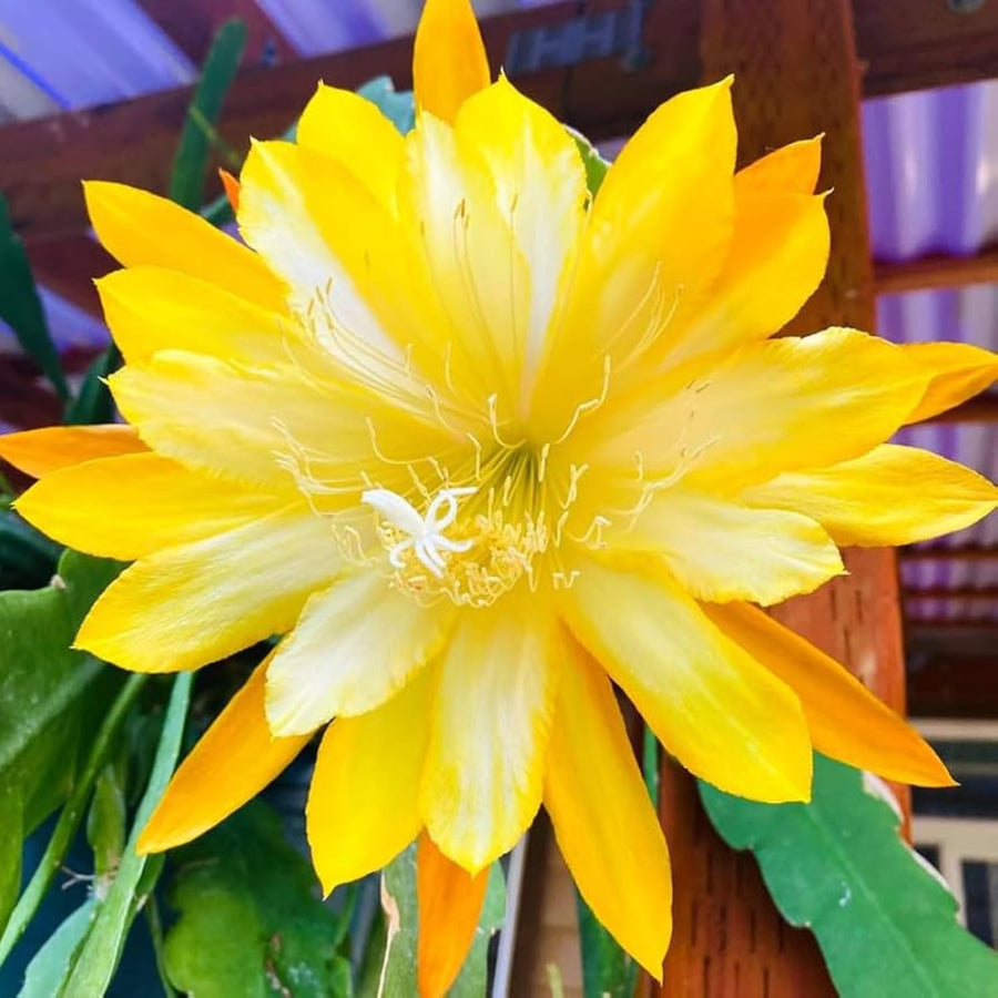 2 Yellow Epiphyllum Orchid Cactus Live Plants, 6-8" in Tall Succulent for Indoor Outdoor Home Decor, Cold Hardy, Spring Planting