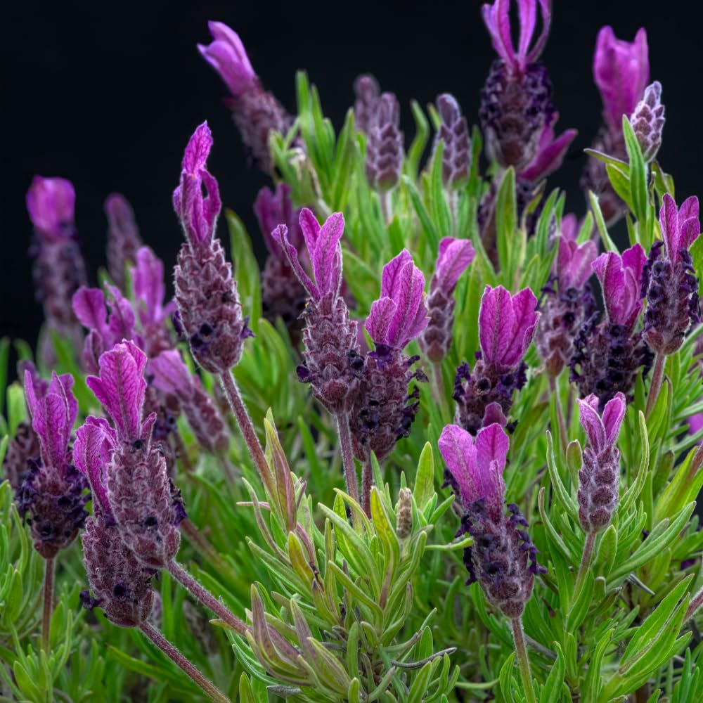 Purple Lavender Plant Live, Lavender Live Plant, Annual Flower Herbs Plant, Ready to Grow, 5 to 7 Inc Tall