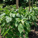Set 2 Pepper Sweet Chocolate Cherry Pepper Plants Live, 90 Days Old Pepper, Rich Color and Sweet Flavor, No Pot