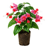 Purple Bleeding Heart Clerodendrum Plants Live, Trailing Light Bulb Flowering Vine, 4-8 Inch Tall, Ready to Plant Outdoor