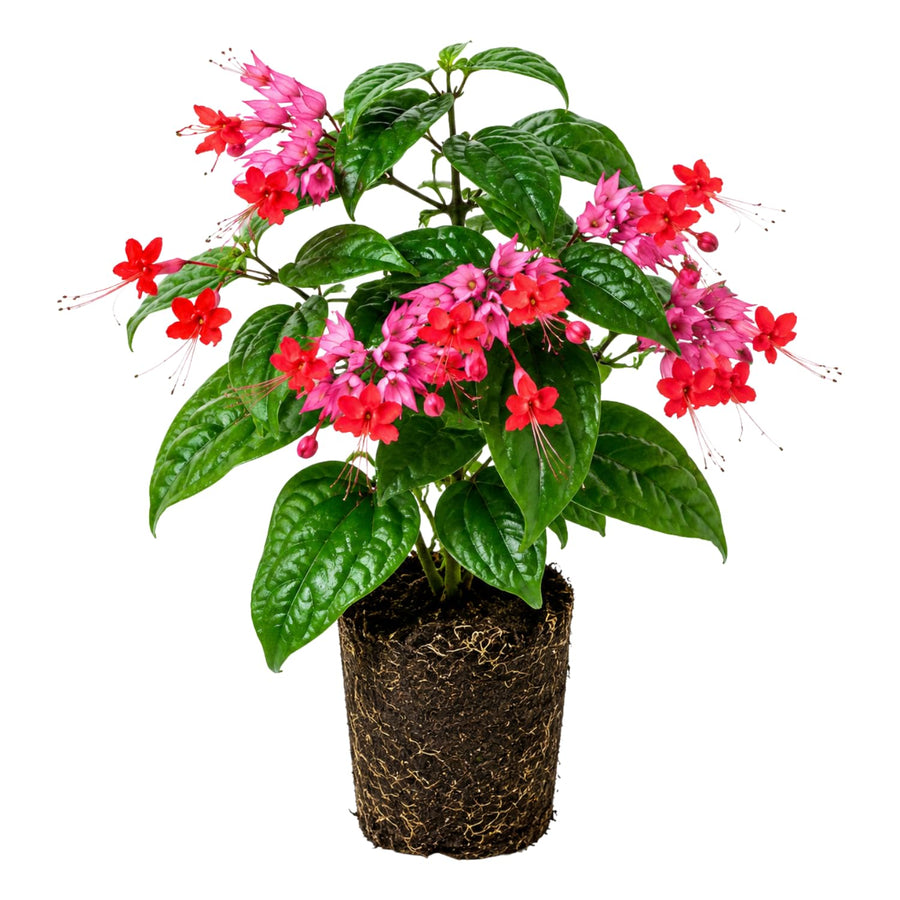 Purple Bleeding Heart Clerodendrum Plants Live, Trailing Light Bulb Flowering Vine, 4-8 Inch Tall, Ready to Plant Outdoor