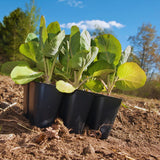 2 Brussel Sprouts Plants Live, Brussel Sprouts Live Plant, Vegetable Live Plant for Gardening, 4 to 6 Inc Long