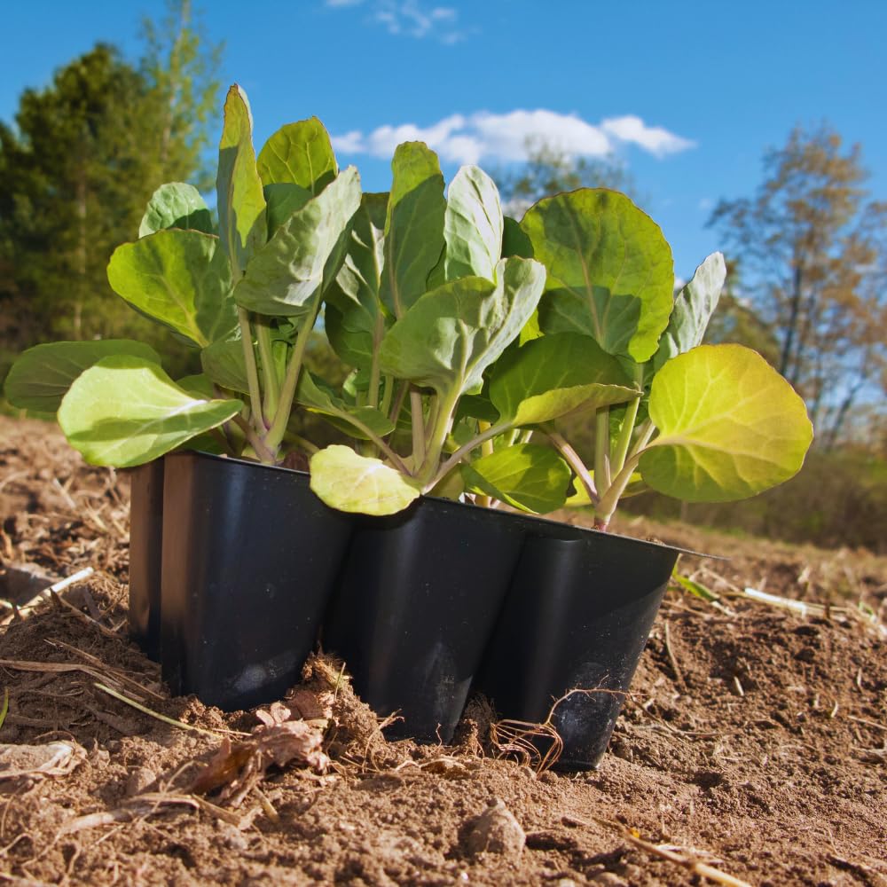 2 Brussel Sprouts Plants Live, Brussel Sprouts Live Plant, Vegetable Live Plant for Gardening, 4 to 6 Inc Long
