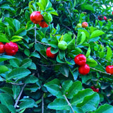 2 Acerola Barbados Cherry Trees Live Plant, 5-10 Inch Tall, Barbados Cherry Plants Live for Planting