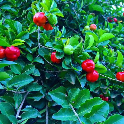 1 Acerola Barbados Cherry Tree Live Plant, 12-18 Inch Tall, Sweet Cherry Plant Live for Planting