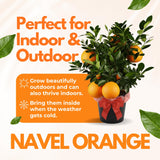 Seedless Navel Orange Tree Live Plant, 3 Years Old Sweet Orange Fruit, 3-4 Feet Tall, Ready to Harvest