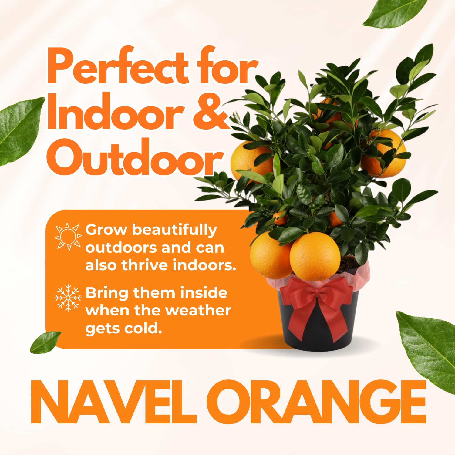 Seedless Navel Orange Tree Live Plant, 3 Years Old Sweet Orange Fruit, 3-4 Feet Tall, Ready to Harvest