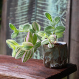 Velvet Tradescantia Plant 3.5'' Pot, Fuzzy Foliage Wandering Jew Houseplant, Easy Care Indoor Trailing Plant