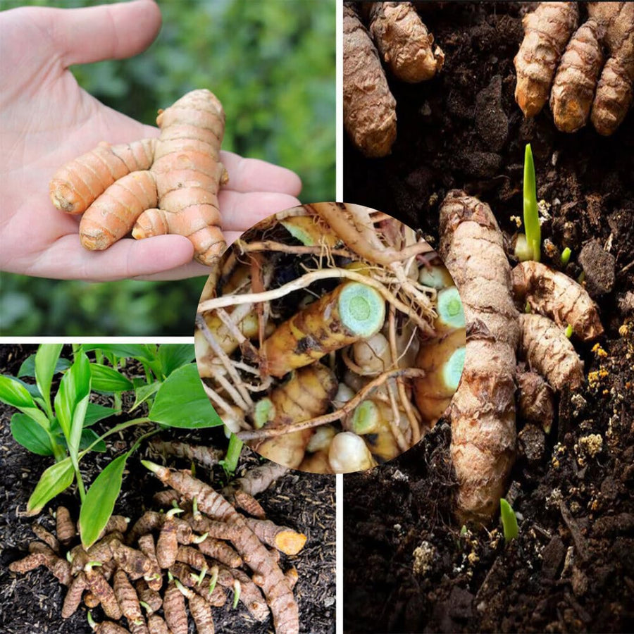 1 LB Green Turmeric Ginger Root Tubers - Large Fresh Turmeric Rhizomes Tubers, Curcuma Longa Ginger Roots for Growing or Cooking