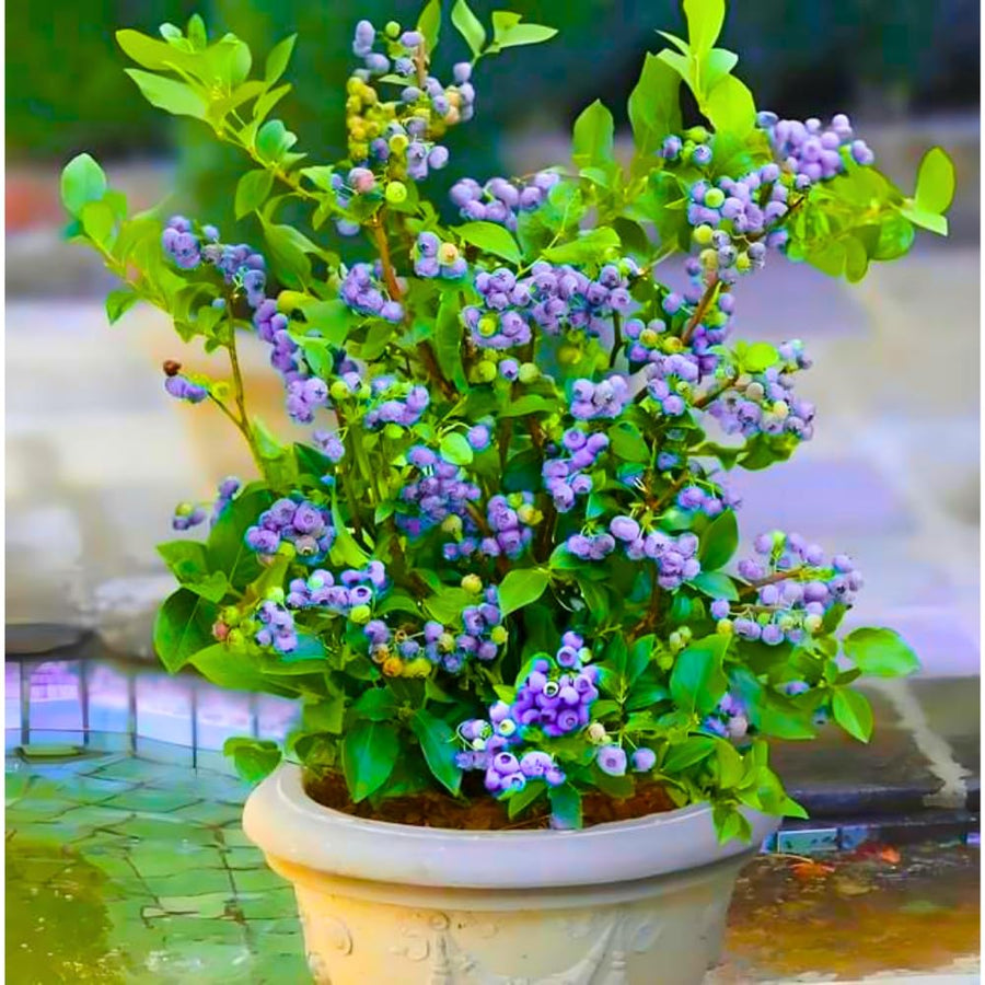 Ready Bear Fruit Blueberry Bushes Live Plant, 2-2.5 Ft Tall, Edible Fruit Bearing Sweet Blueberry Fruit Trees for Outdoor Indoor Planting