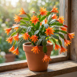 Orange Easter Cactus Plant Live, Vibrant Blooming Cactus, 6'' Tall in 4 Inches Pot, Holiday Cactus, Flowering Succulent for Indoor Outdoor Planting