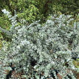 Fragrant Starter Eucalyptus Tree Plant Live, 5-8 Inches Tall, Dormant, Fragrant Leaf for Home Decor, Ready for Transplant (Silver Dollar)