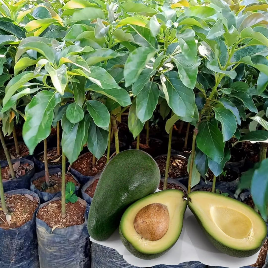 1.5 Years Old HASS Avocado Tree Live Plant for Indoor Outdoor Fruit Tree Avocado, 15 – 20" Plant for Spring Planting